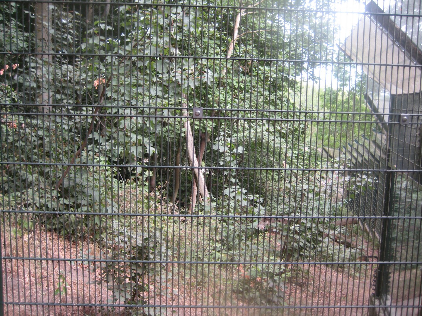 Ree Park - Yellow-throated marten exhibit