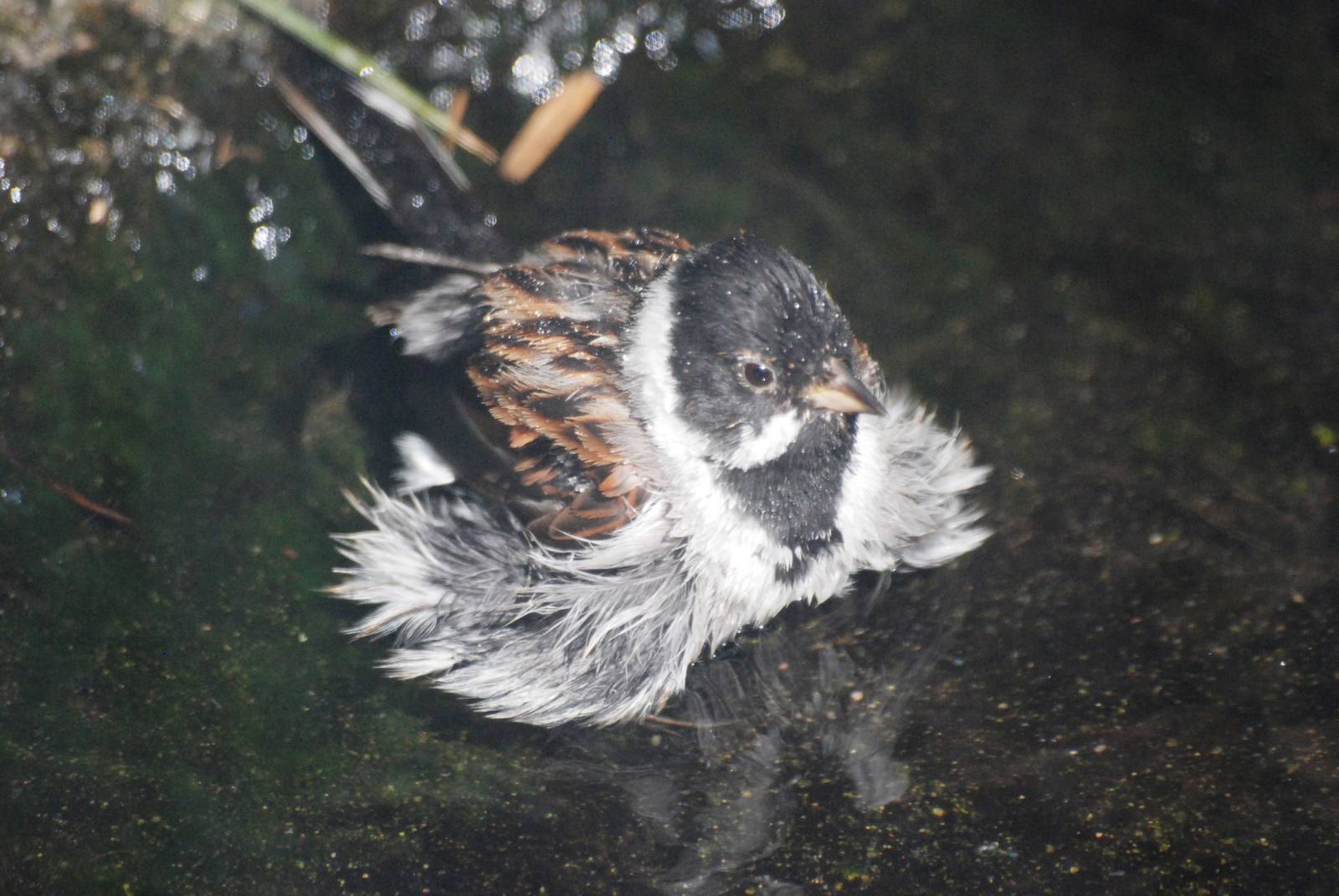 Reed Bunting at Dresden, 29/08/12