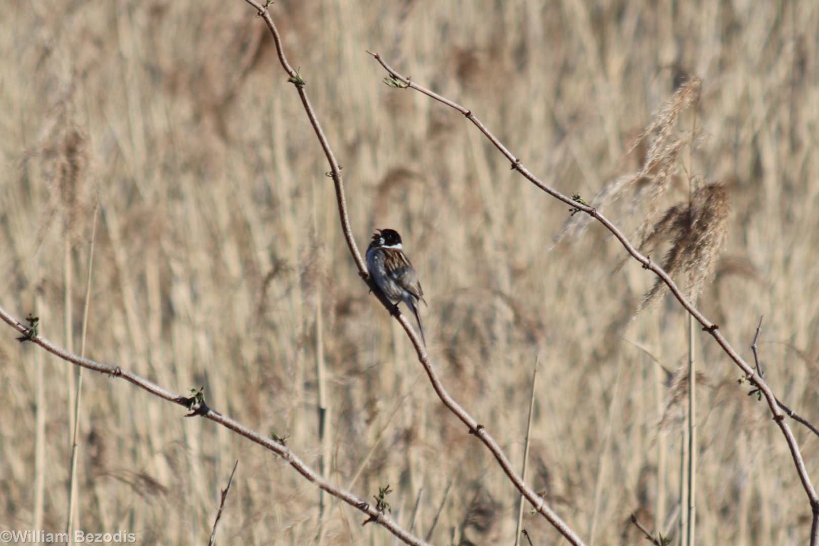 Reed Bunting - Beibrza National Park