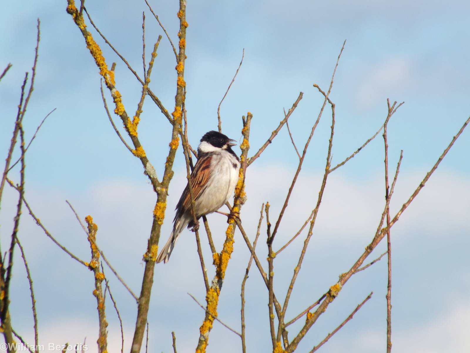 Reed Bunting - Biebrza Marshes
