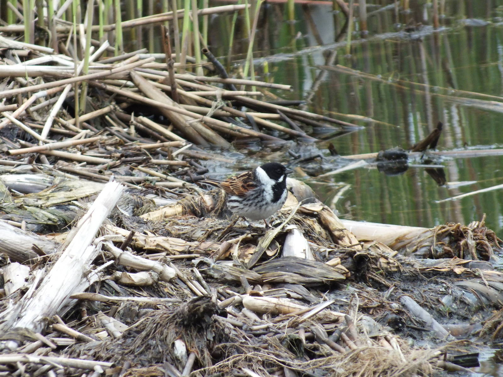 Reed Bunting (Emberiza schoeniclus) at Gosforth Park Nature Reserve - 21 Ma