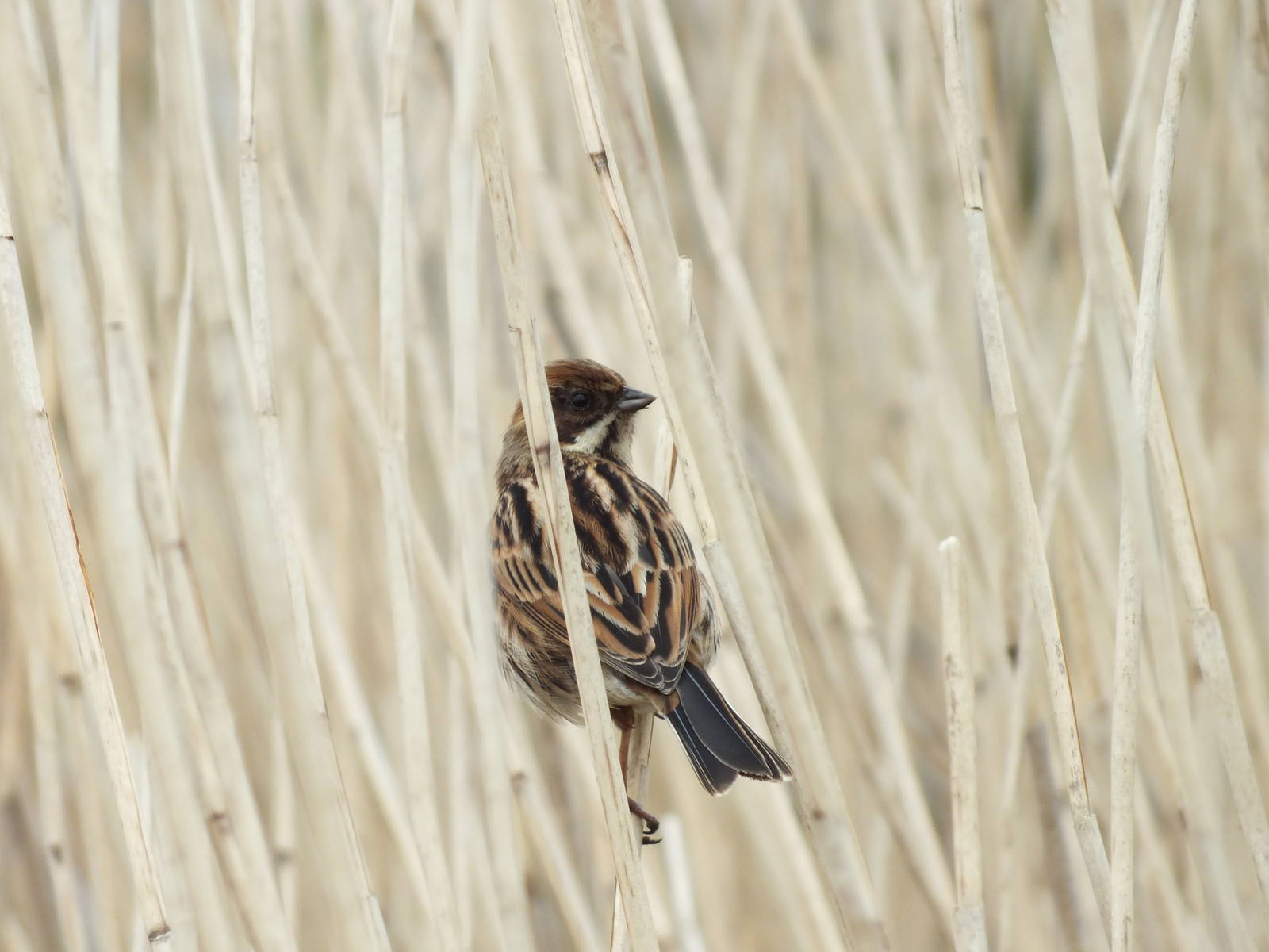 Reed Bunting (Emberiza schoeniclus) at Gosforth Park Nature Reserve - 21 Ma