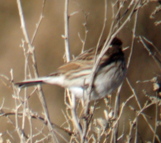 Reed Bunting (Emberiza schoeniclus)