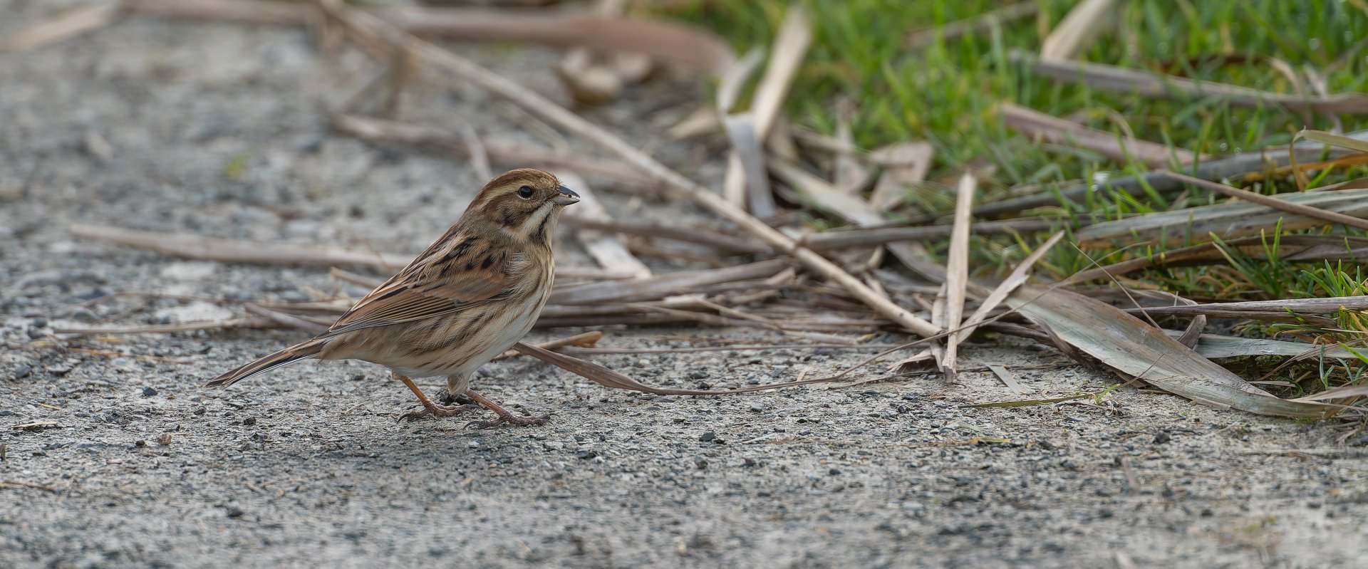 Reed Bunting (f), wild, UK
