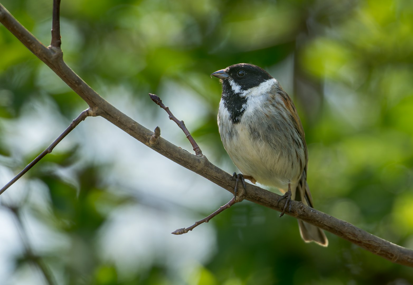Reed Bunting (wild) UK