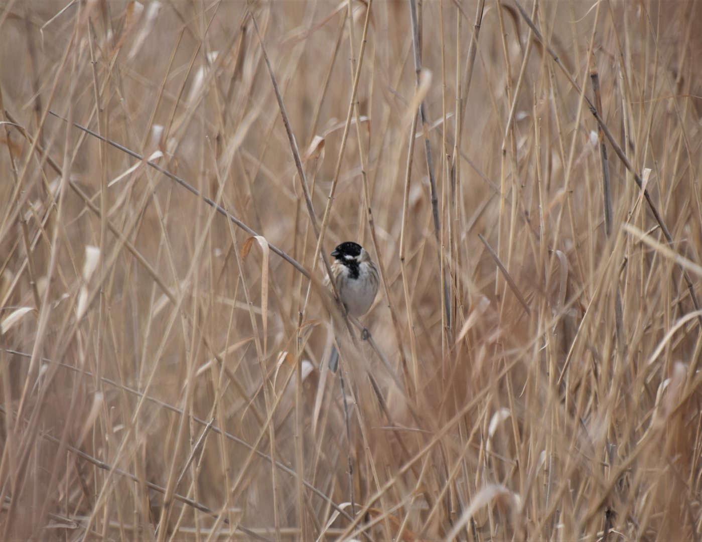 Reed bunting (wild)