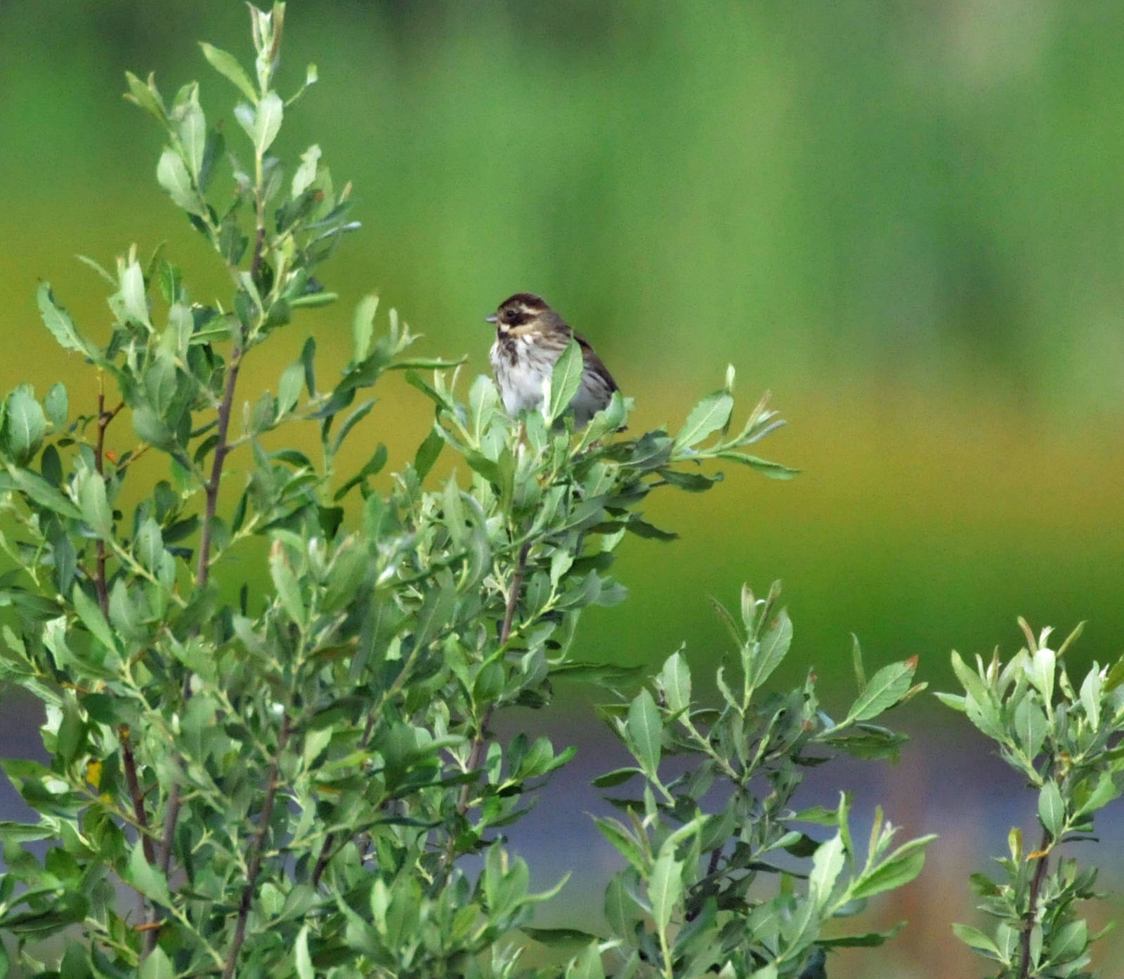 REED BUNTING