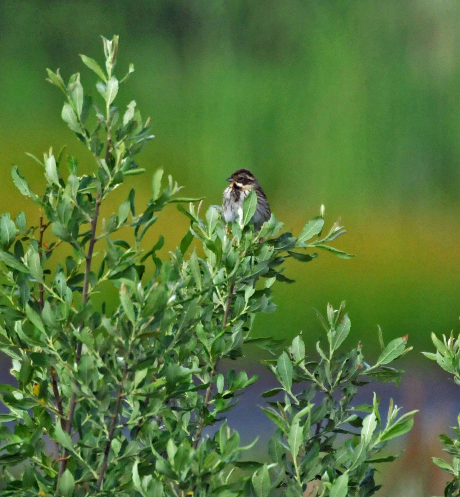 Reed Bunting