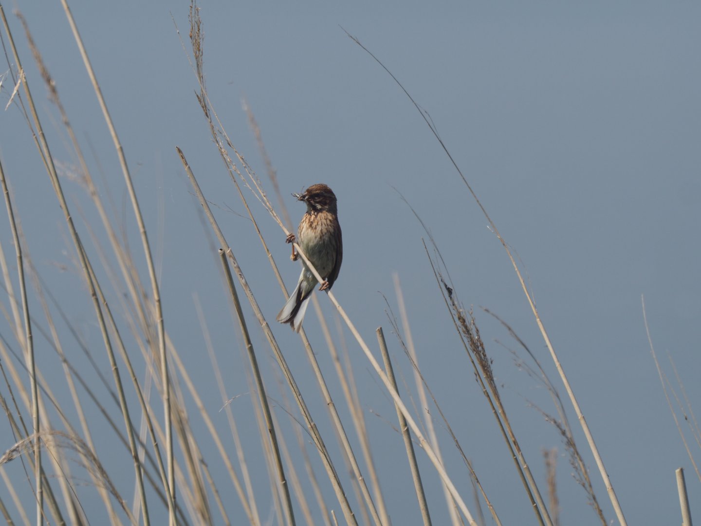 Reed Bunting