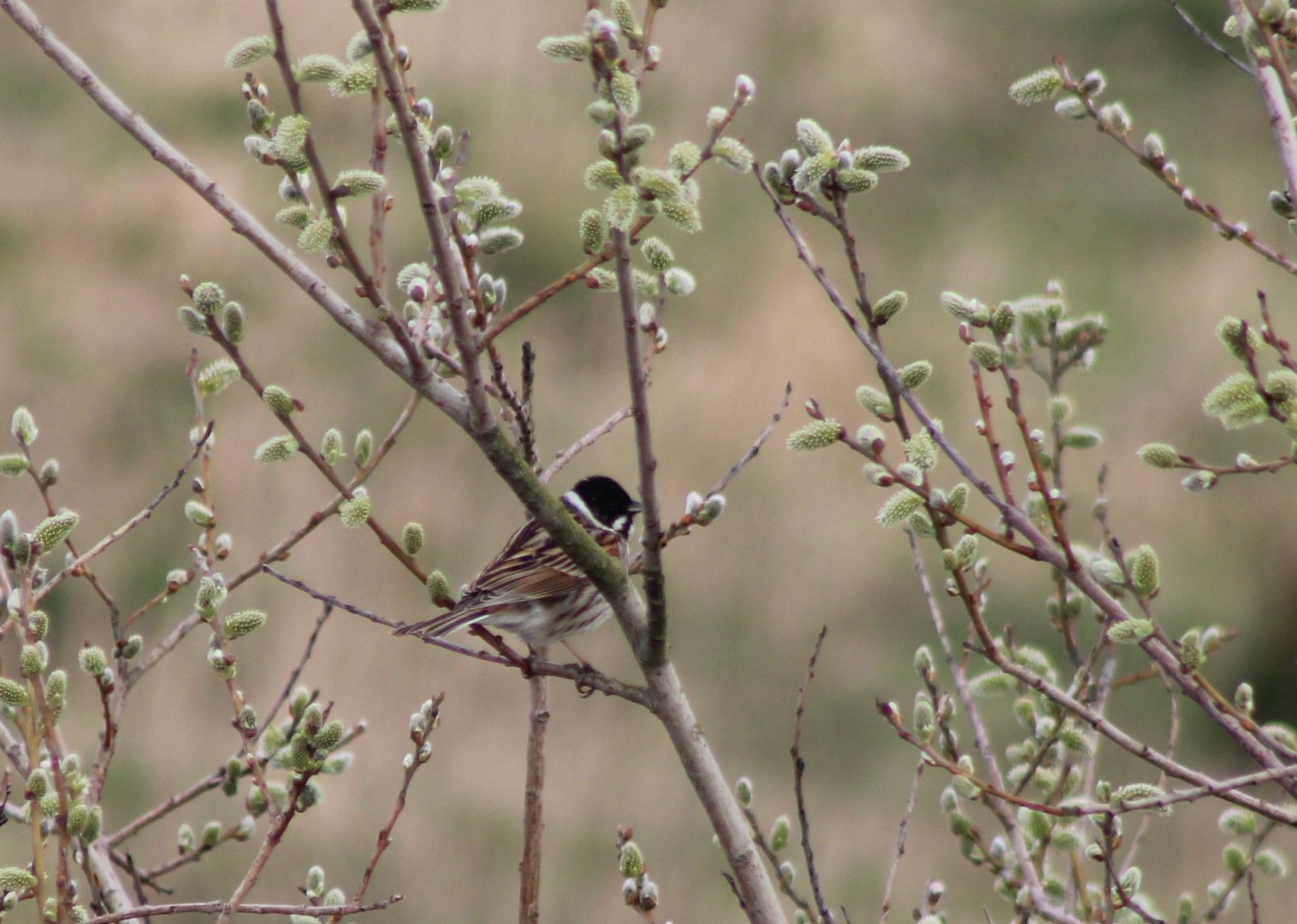 Reed bunting