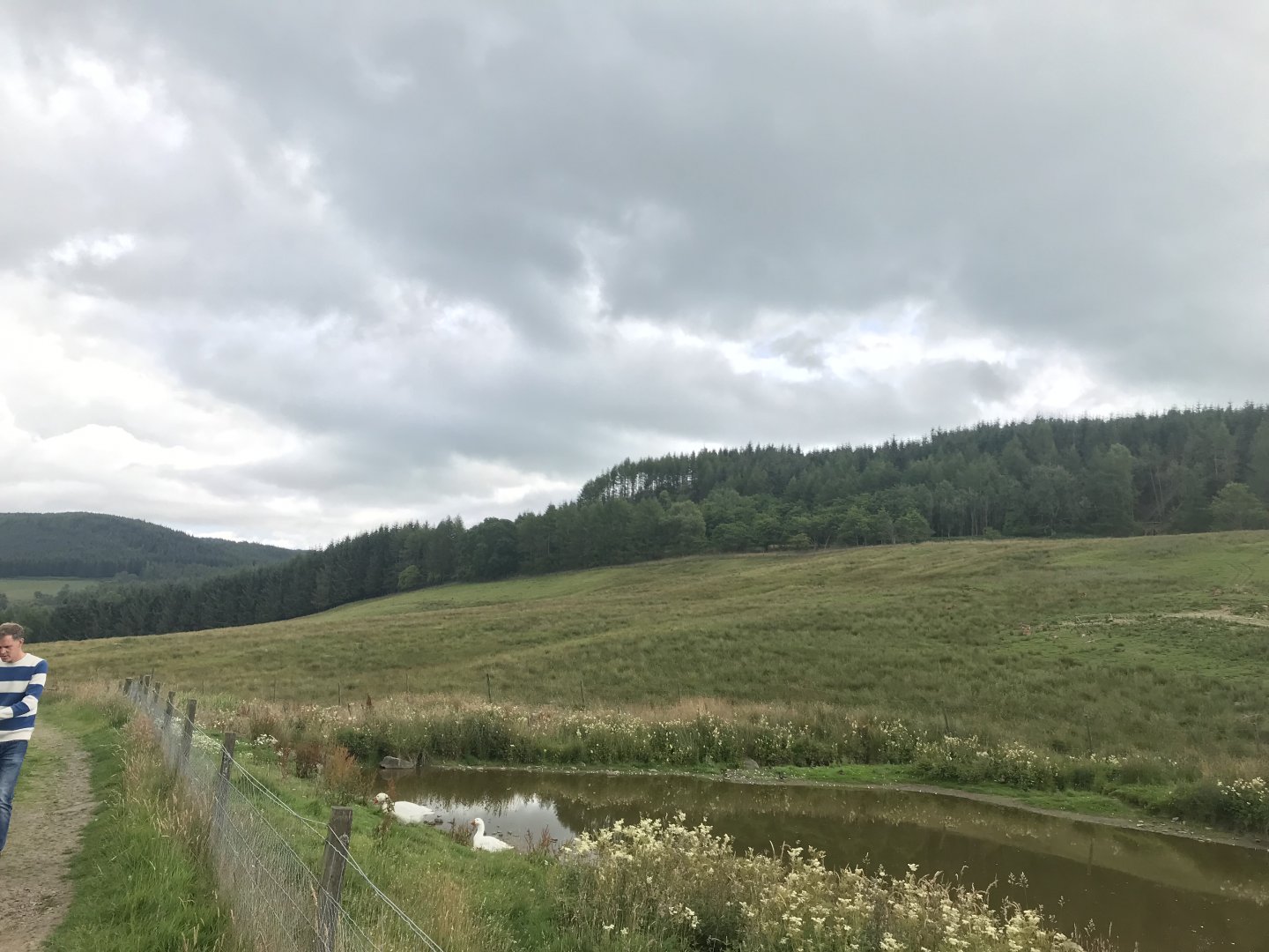 Reed deer enclosure (2)