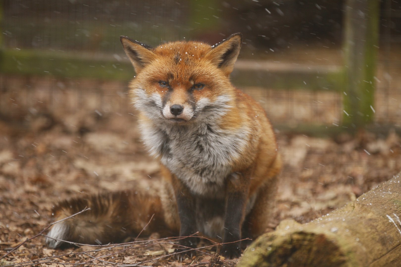REed fox (Vulpes vulpes)