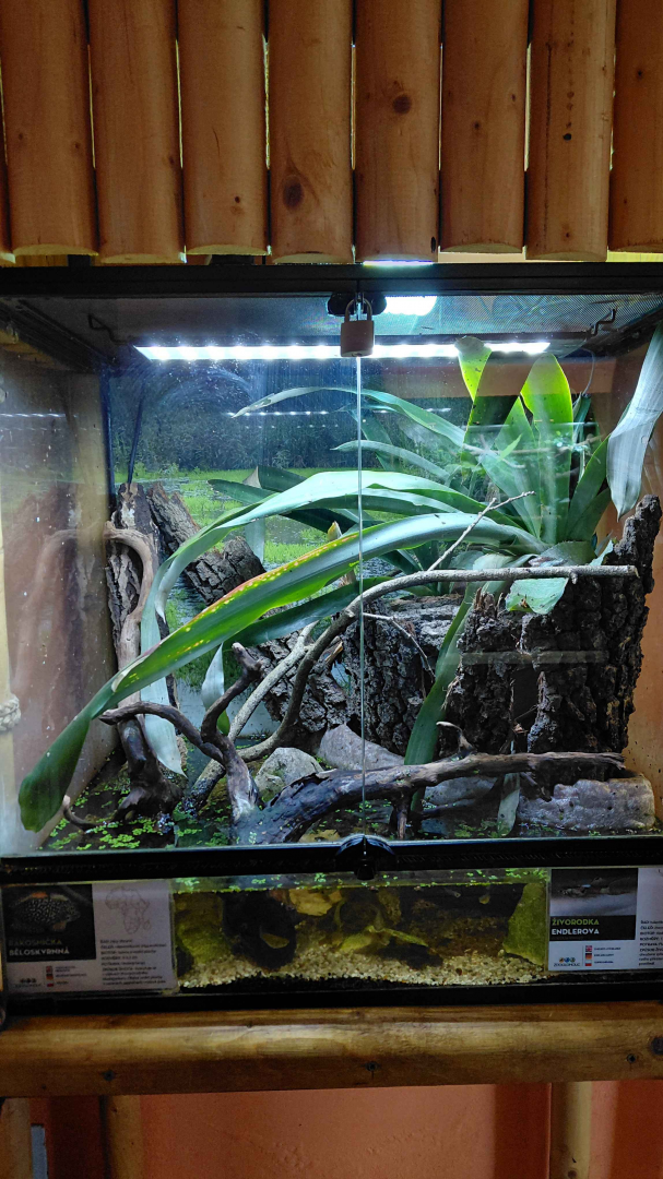 Reed frog + livebearer exhibit