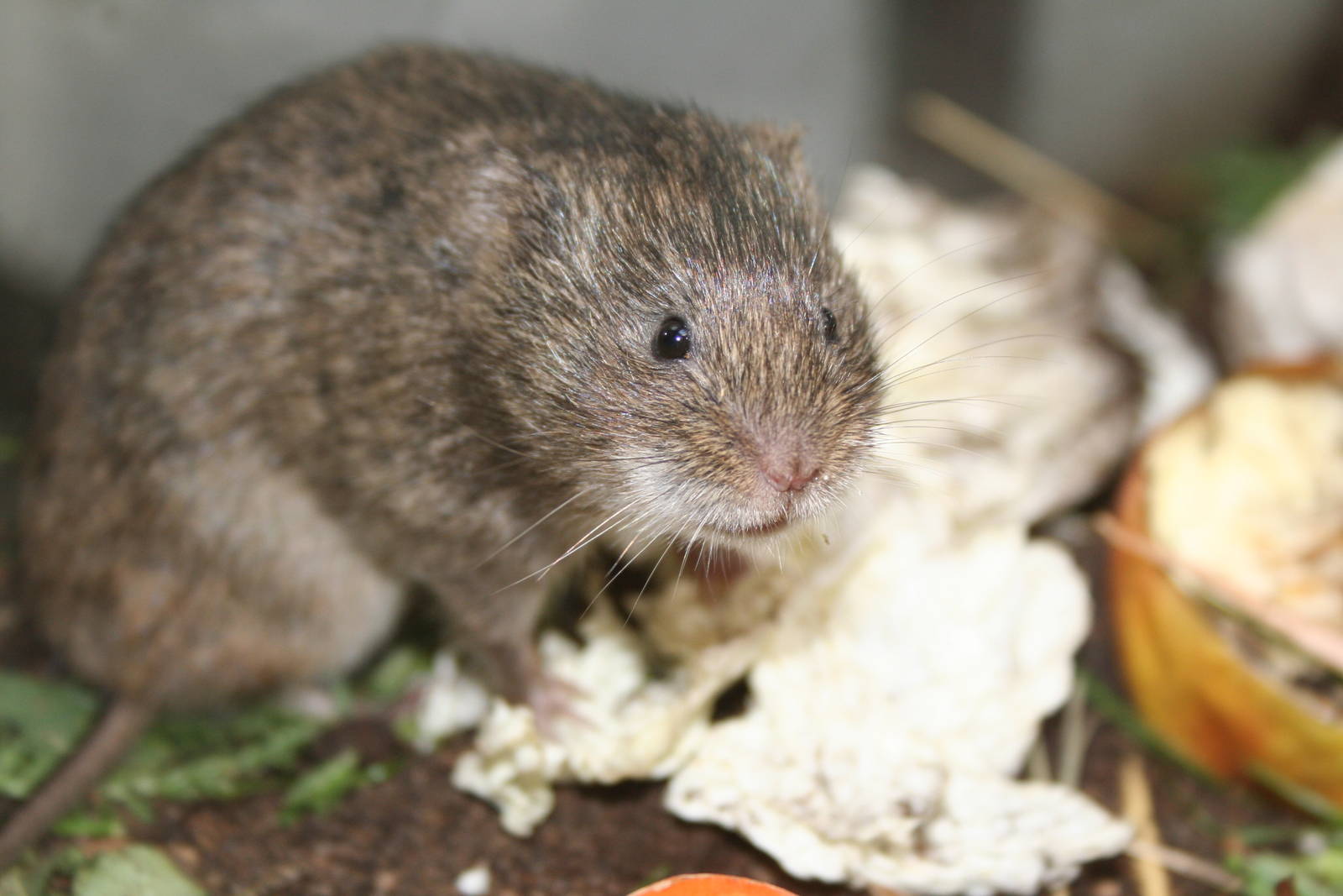 Reed Vole  2009 - off show breeding room