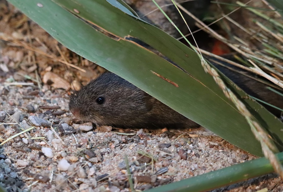 Reed vole (Alexandromys fortis)