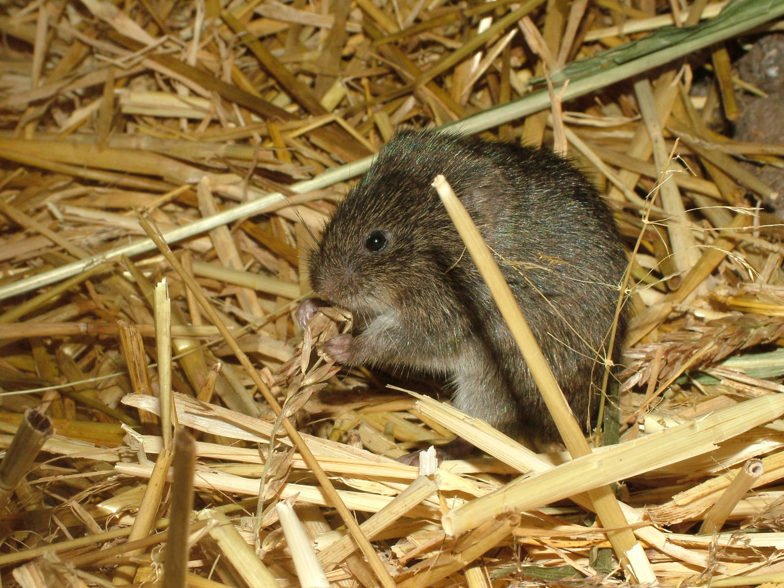 Reed Vole (Microtus fortis) at Tierpark Nordhorn 2007