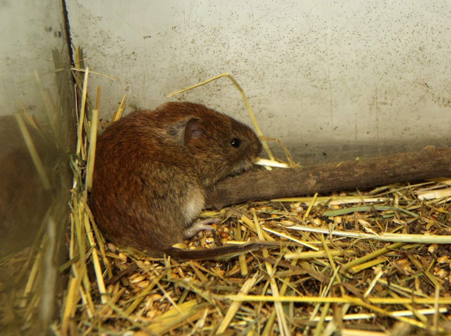 reed vole (Microtus fortis)