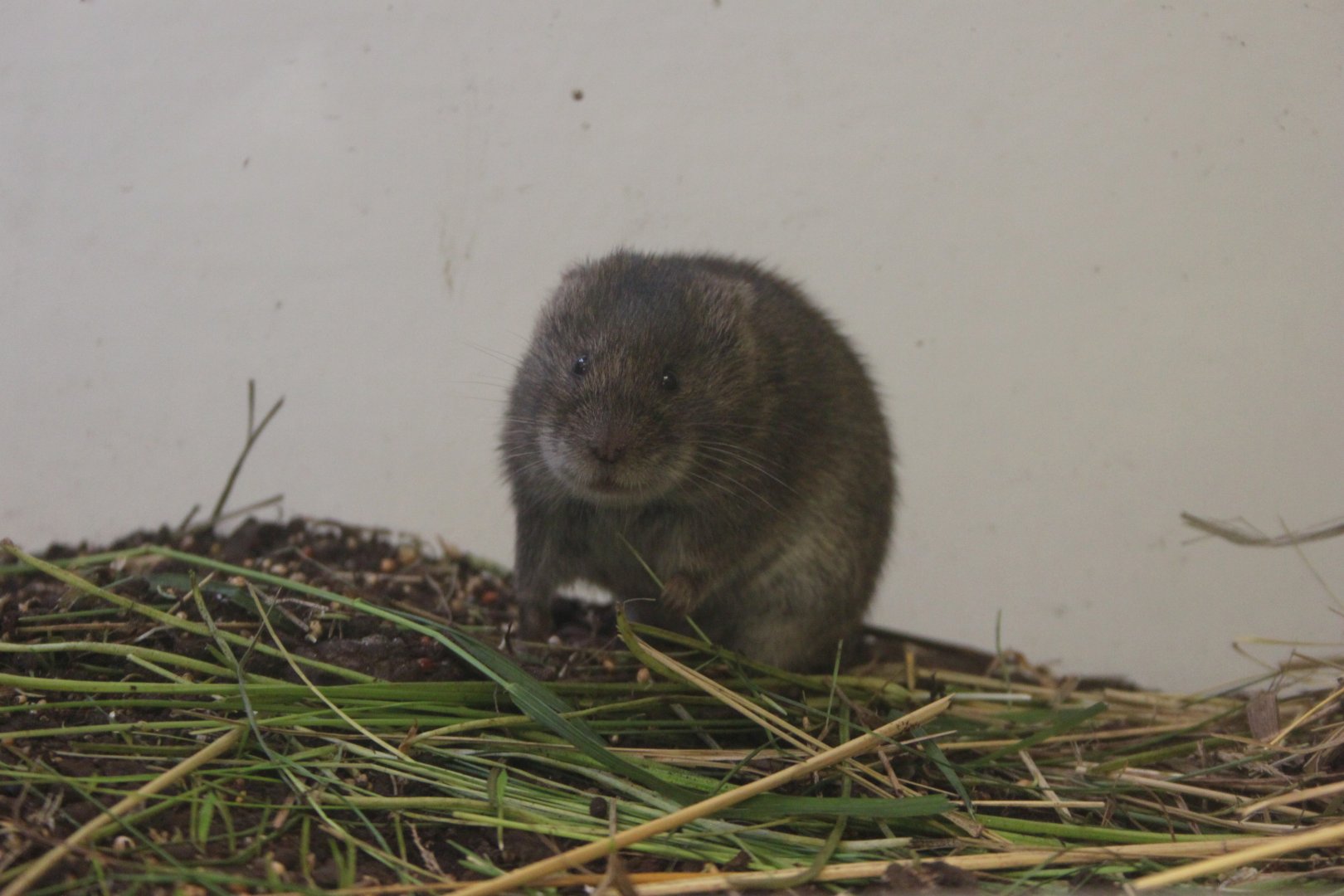 Reed vole (Microtus fortis)