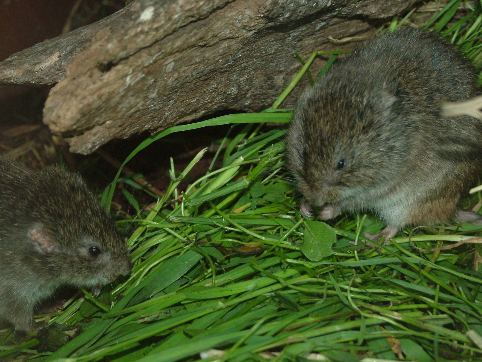 Reed Voles at Plzen, 25/05/10