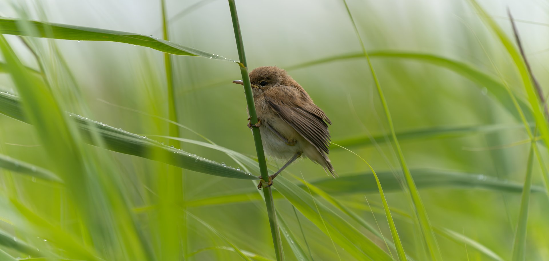 Reed warbler juvenile, wild, UK