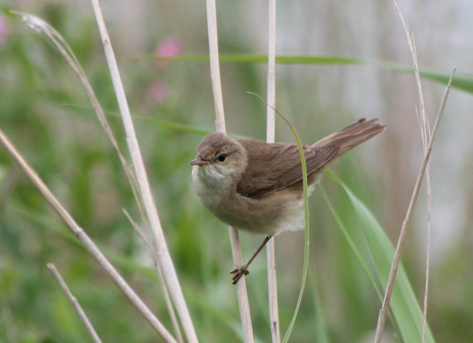 Reed warbler species