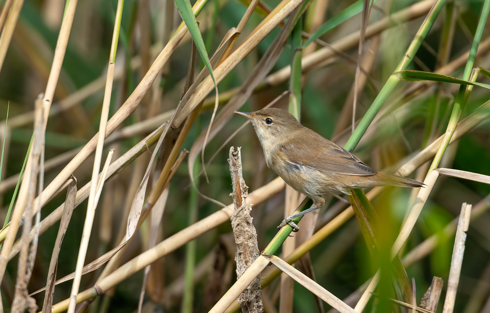 Reed warbler, wild, UK