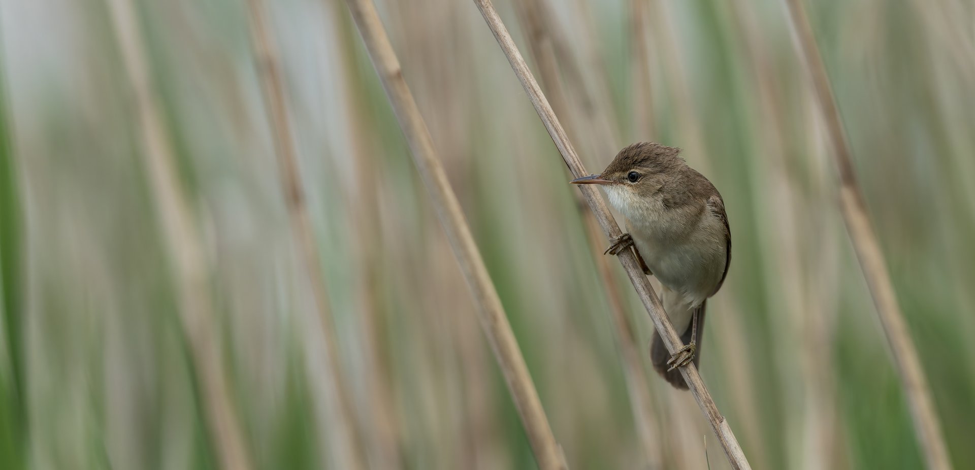 Reed Warbler (wild) UK