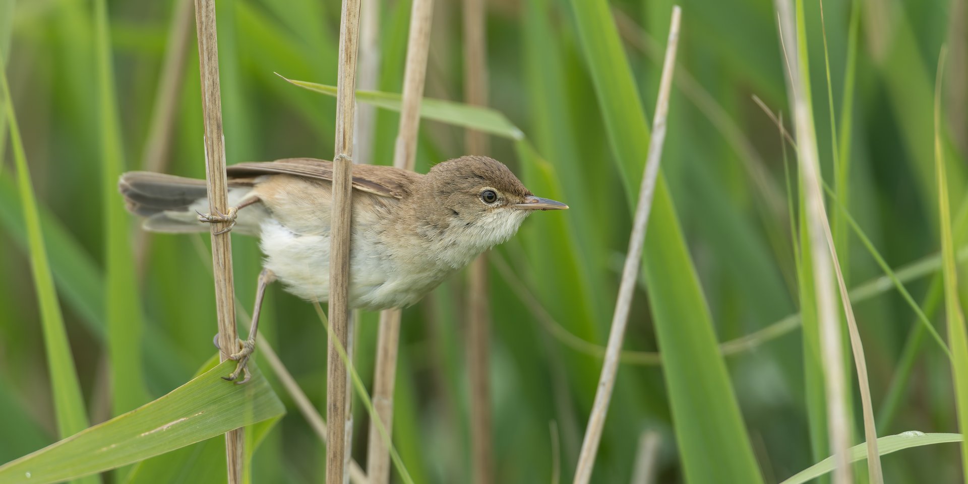 Reed Warbler (wild) UK