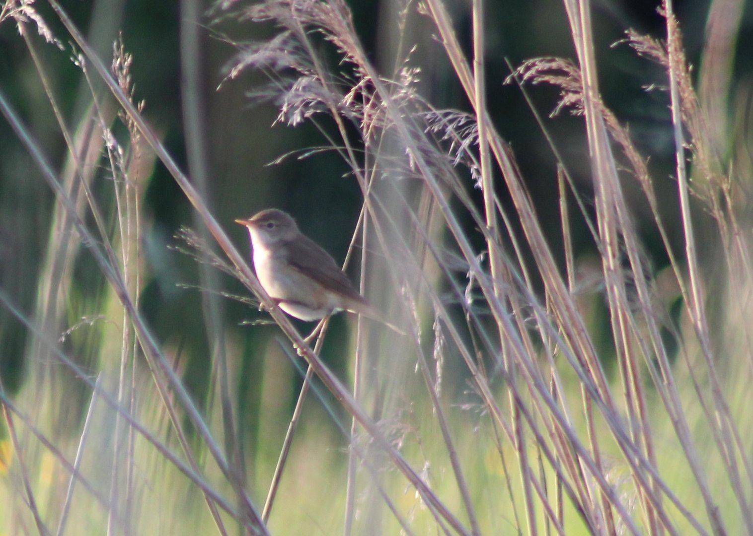 Reed warbler