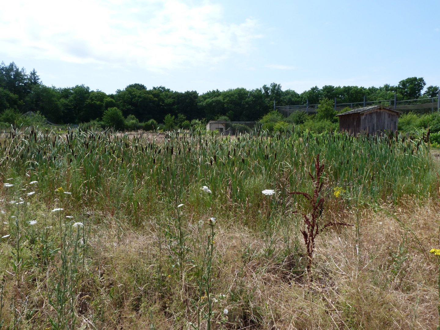 Reed zone between the farmland -Zoodyssée (2025)