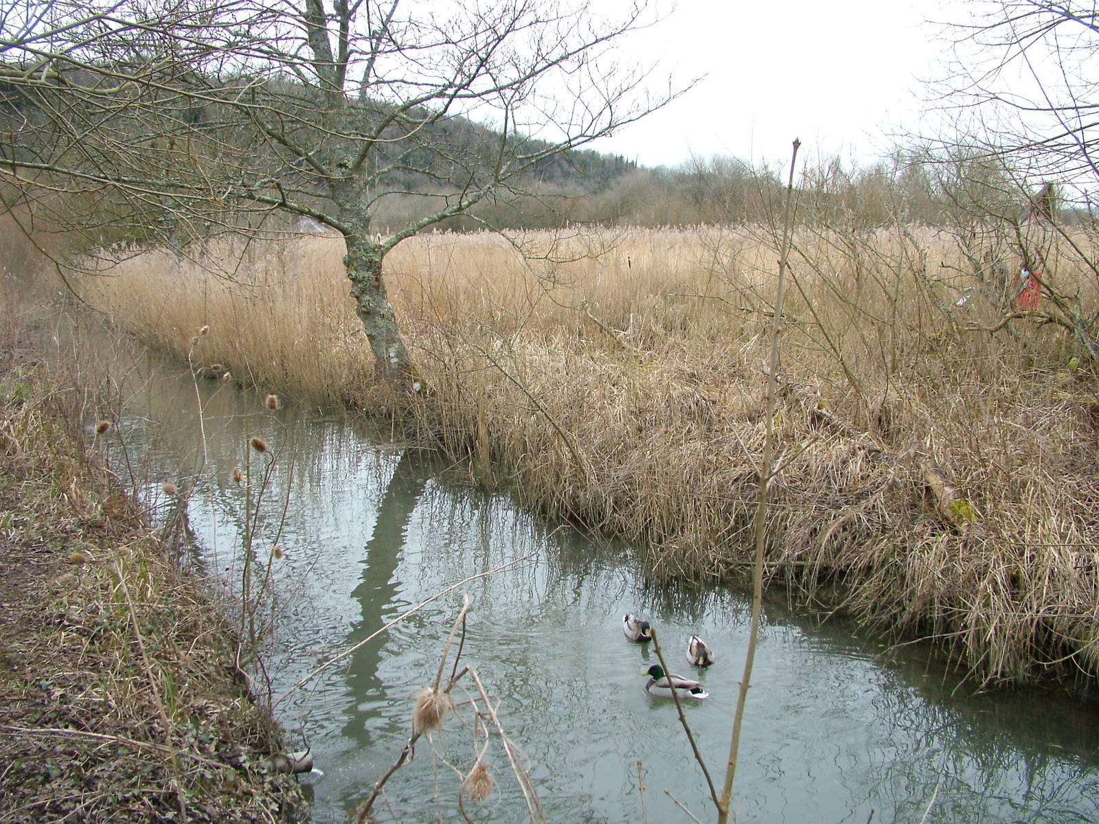 Reedbed at Arundel WWT 13/03/10
