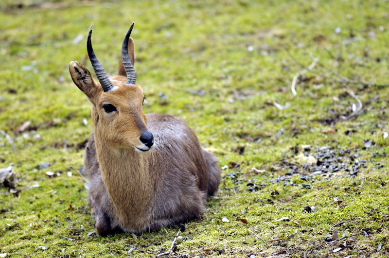 Reedbuck at Opelzoo