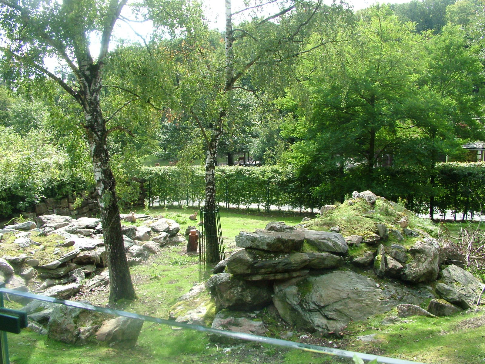 Reedbuck Exhibit at Opel-Zoo Kronberg, 30/08/10