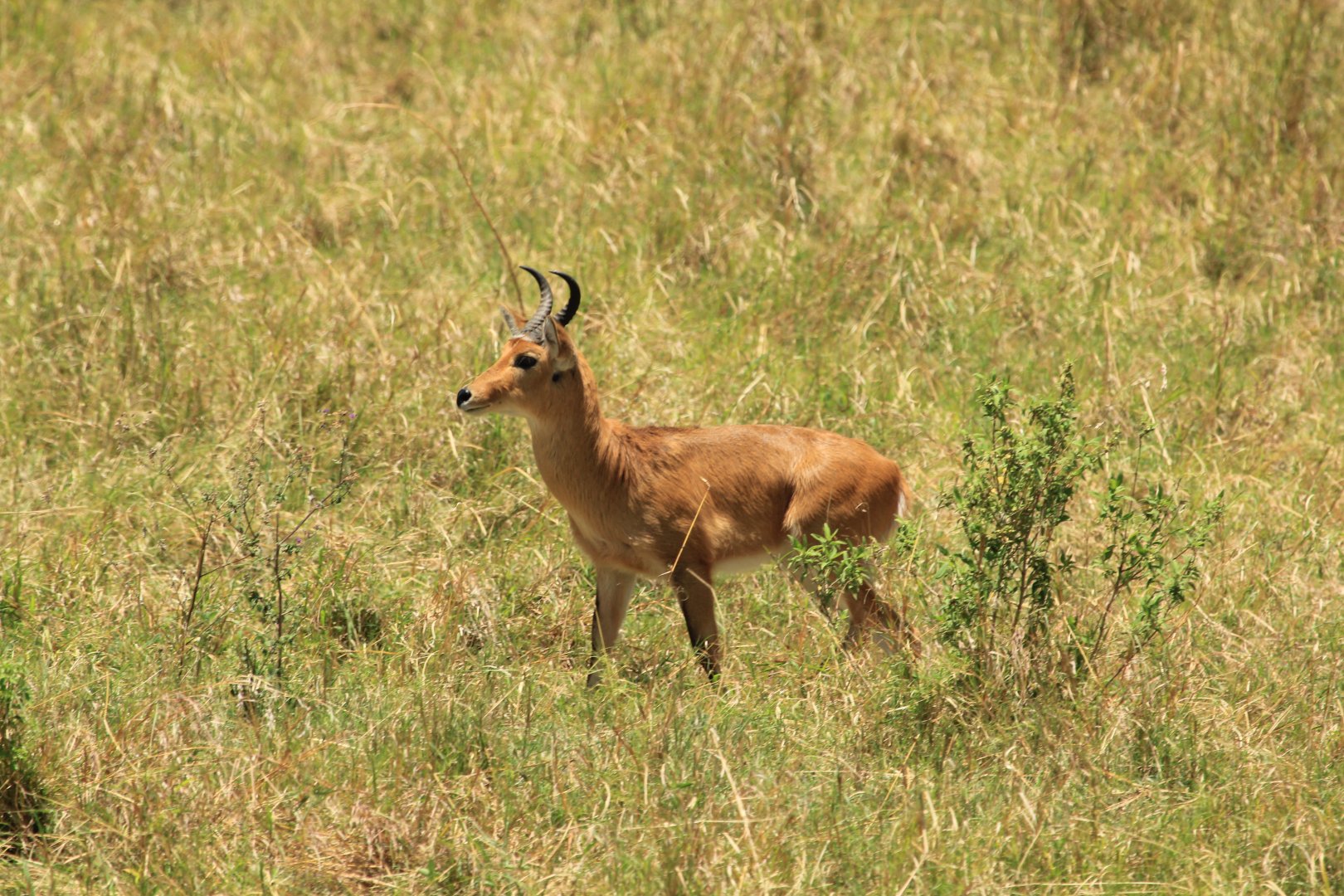 Reedbuck - Masai Mara (September 2018)
