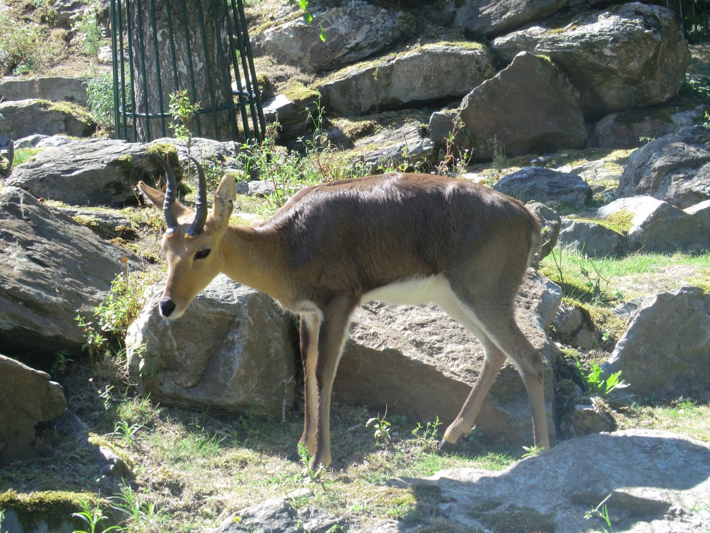 Reedbuck