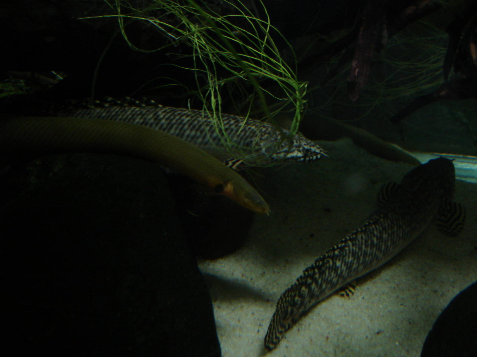 Reedfish and ornate bichir