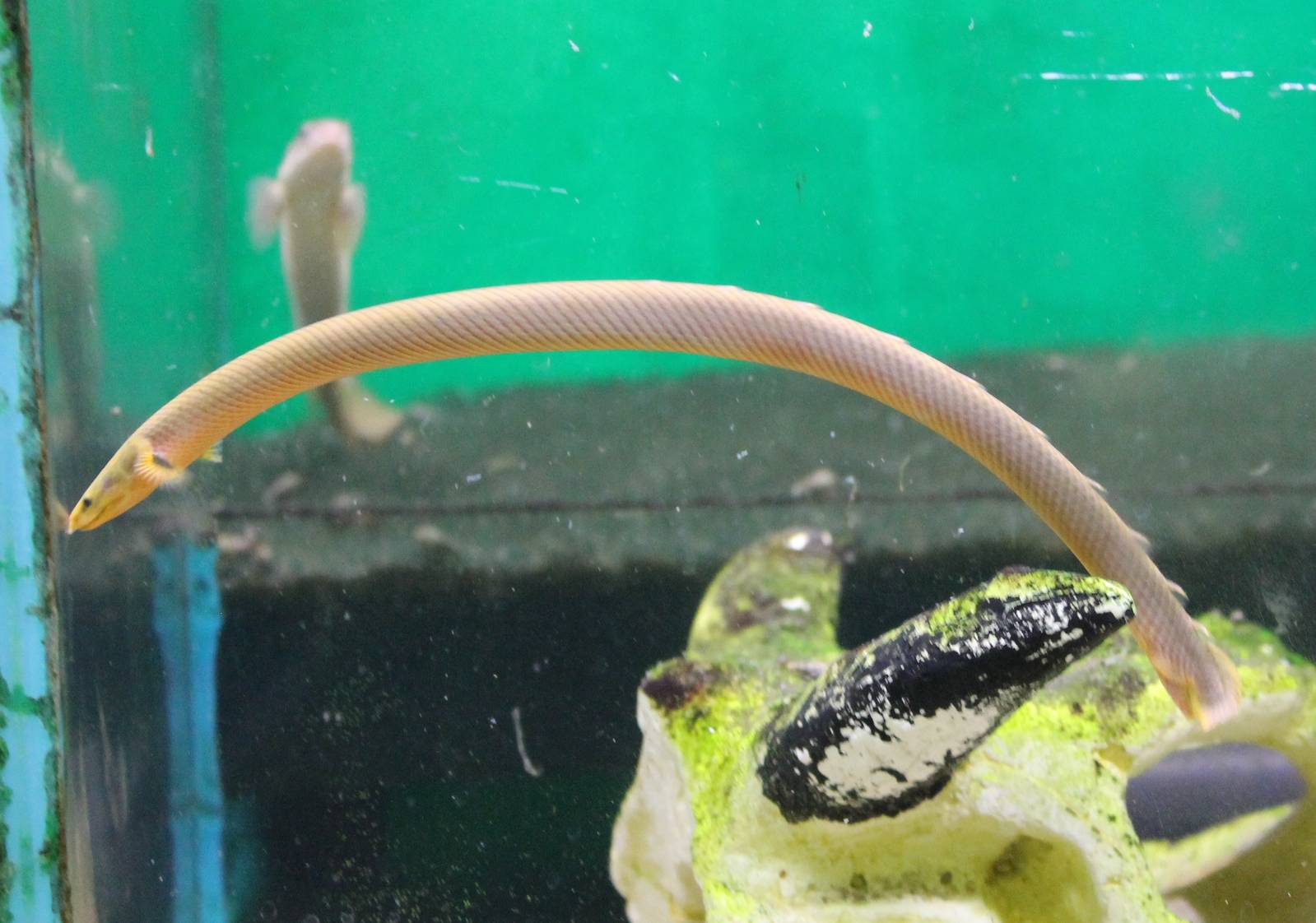 Reedfish - Calamoichthys calabaricus