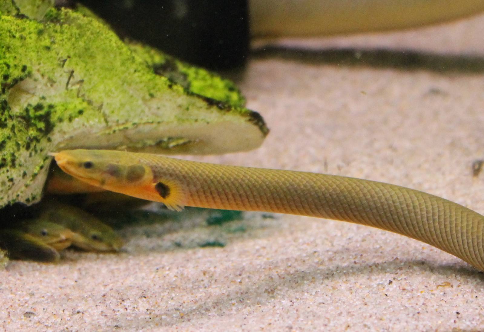 Reedfish - Calamoichthys calabaricus