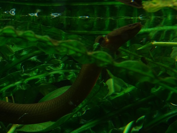 Reedfish (Erpetoichthys calabaricus) (07/22)