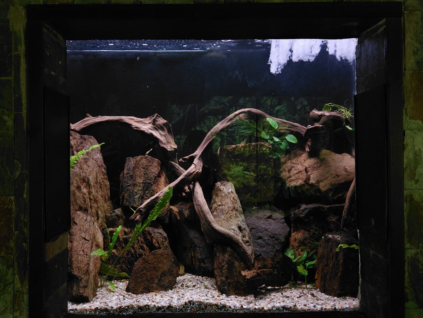 Reedfish tank
