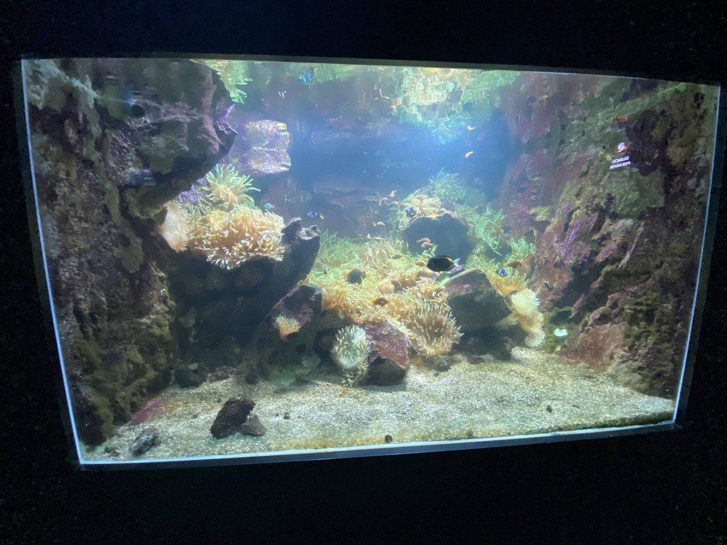 Reef aquarium 11