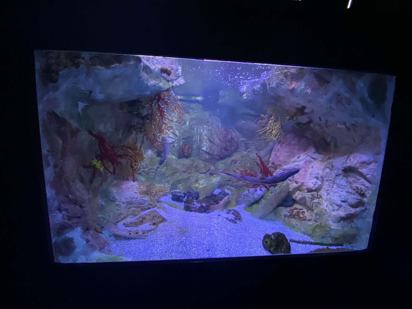 Reef aquarium 12