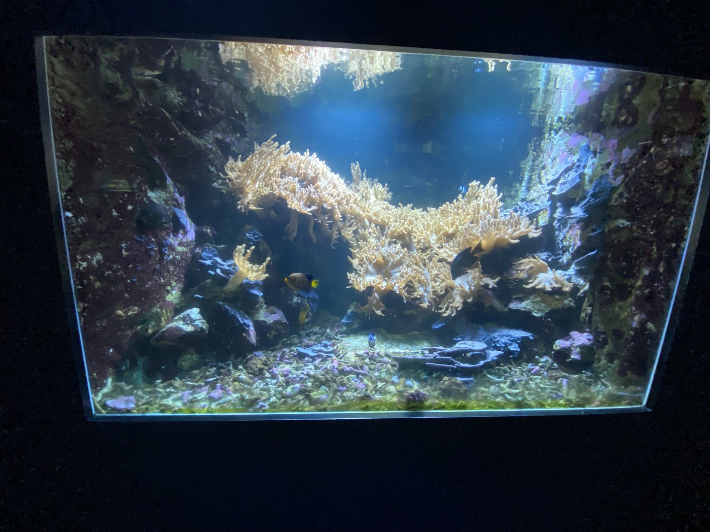 Reef aquarium 13
