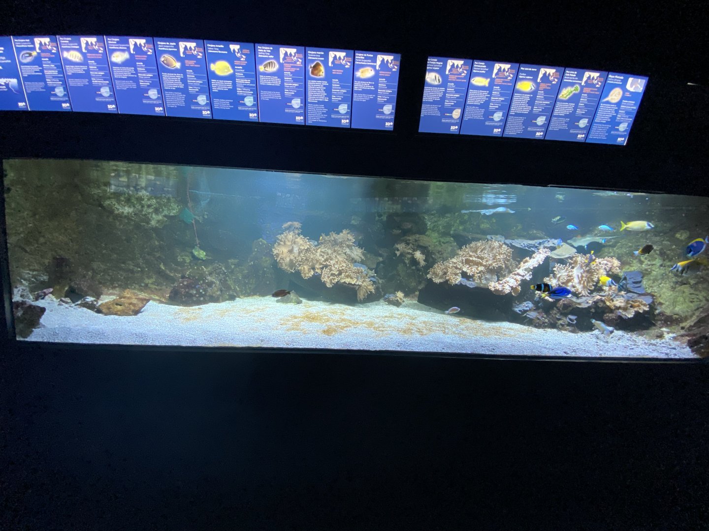Reef aquarium 2