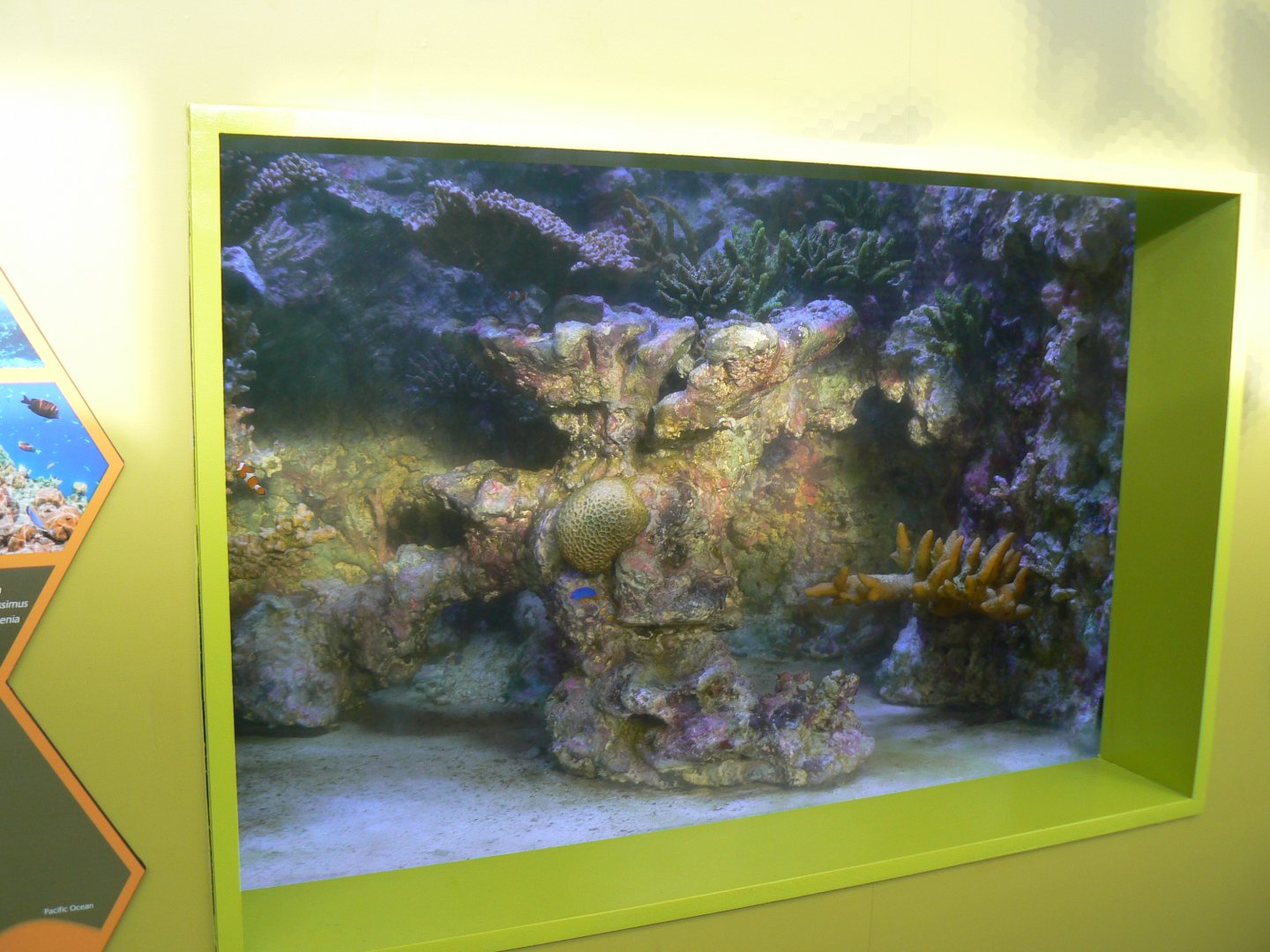 Reef Aquarium - 25 October 2016, Askham Bryan Wildlife and Conservation Park