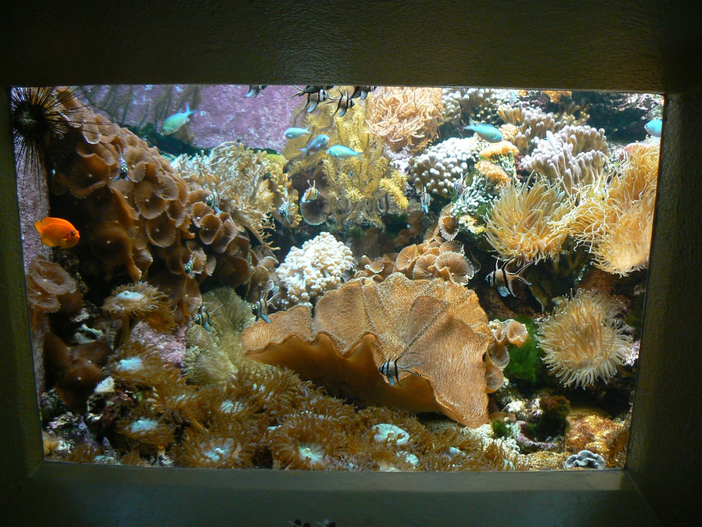 Reef Aquarium - 27 June 2018