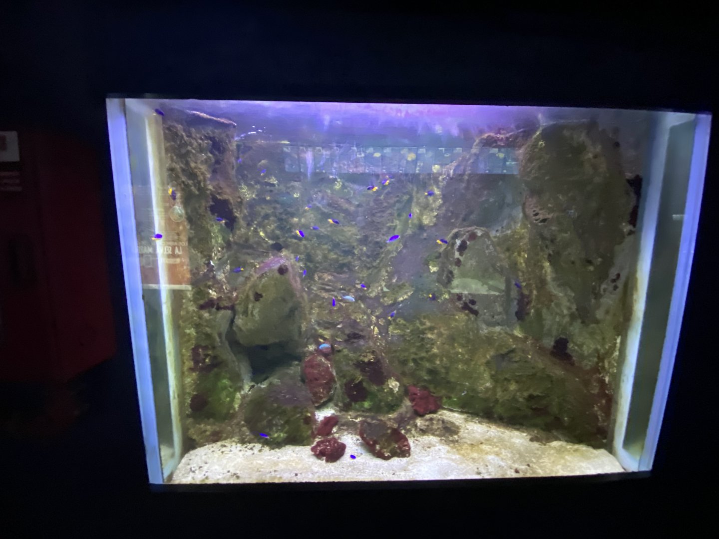 Reef aquarium 4