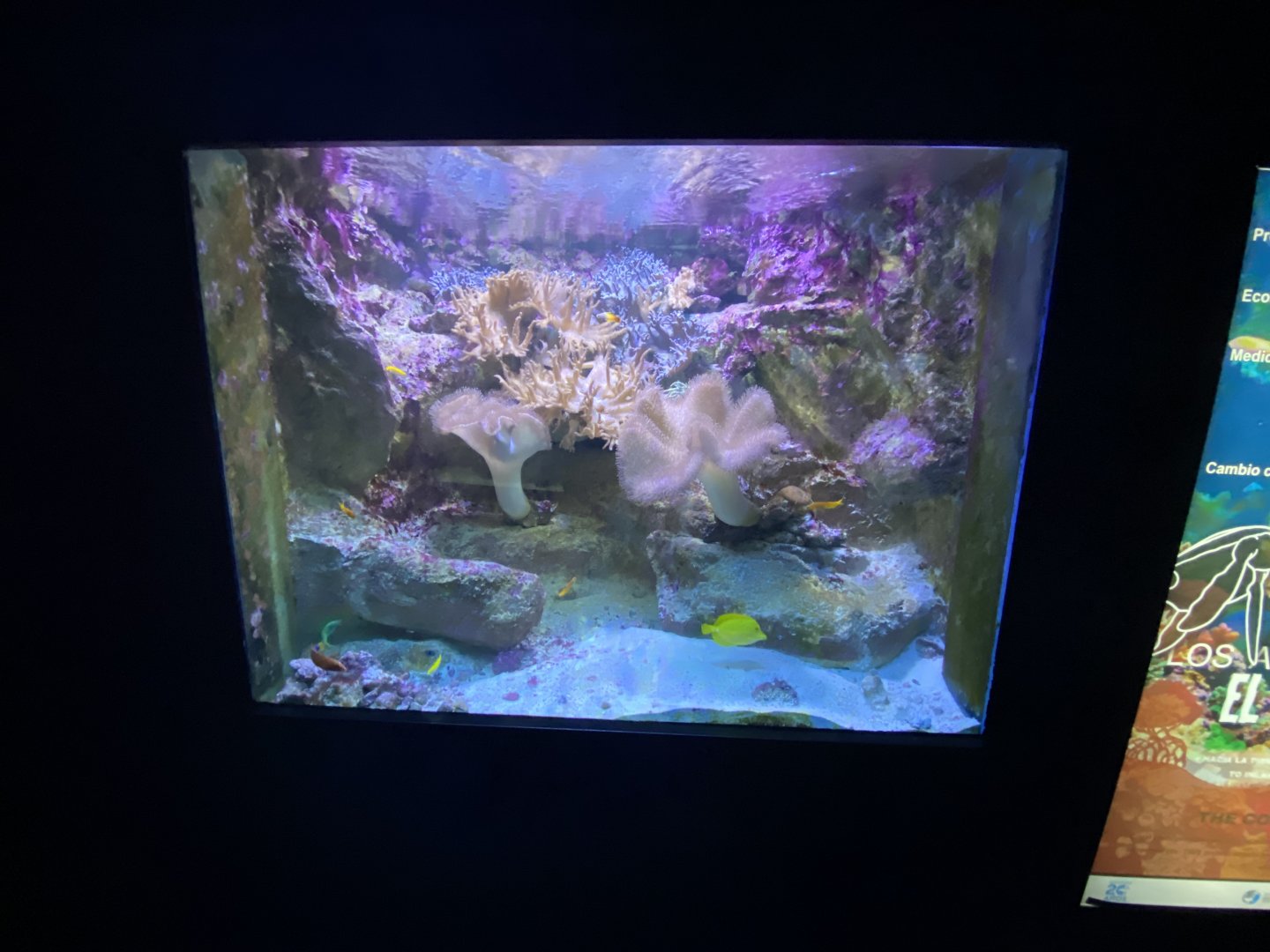 Reef aquarium 6