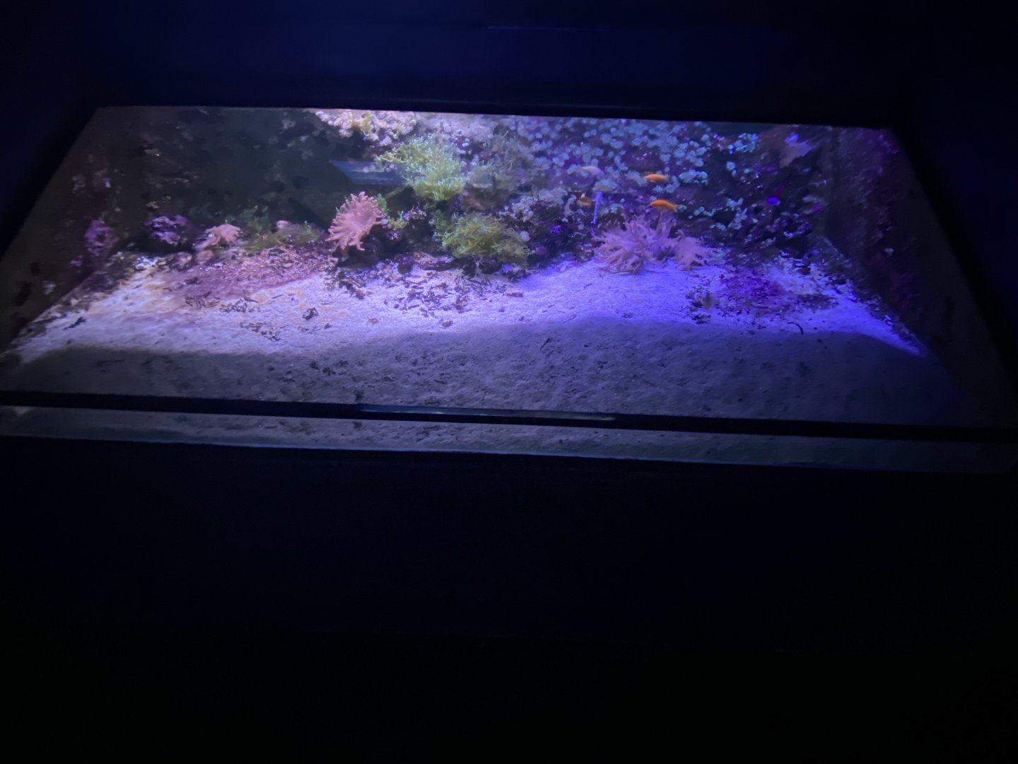 Reef aquarium 7