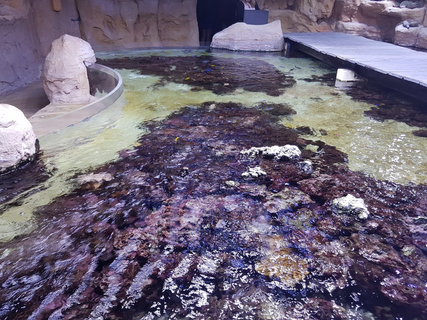 Reef-aquarium from above